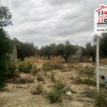 Photo-4 : Terrain Agricole Idil à Sidi Thabet