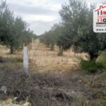 Photo-3 : Terrain Agricole Idil à Sidi Thabet