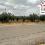Photo-6 : Terrain Agricole Yigit à Cebelet Ben Ammar