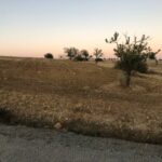 Photo-1 : Terrain Agricole Odas à EL Habibia La Manouba