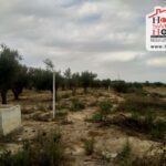 Photo-1 : Terrain Agricole Idil à Sidi Thabet