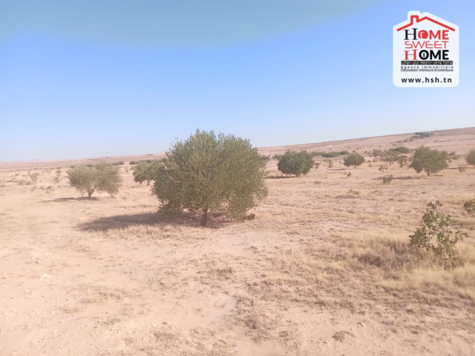 Exceptional Agricultural Land Opportunity in Majel Bel Abes, Kasserine, Tunisia