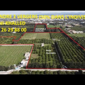 DANS L’INDIVIS la moitié de deux vergers d’agrumes – Cap Bon