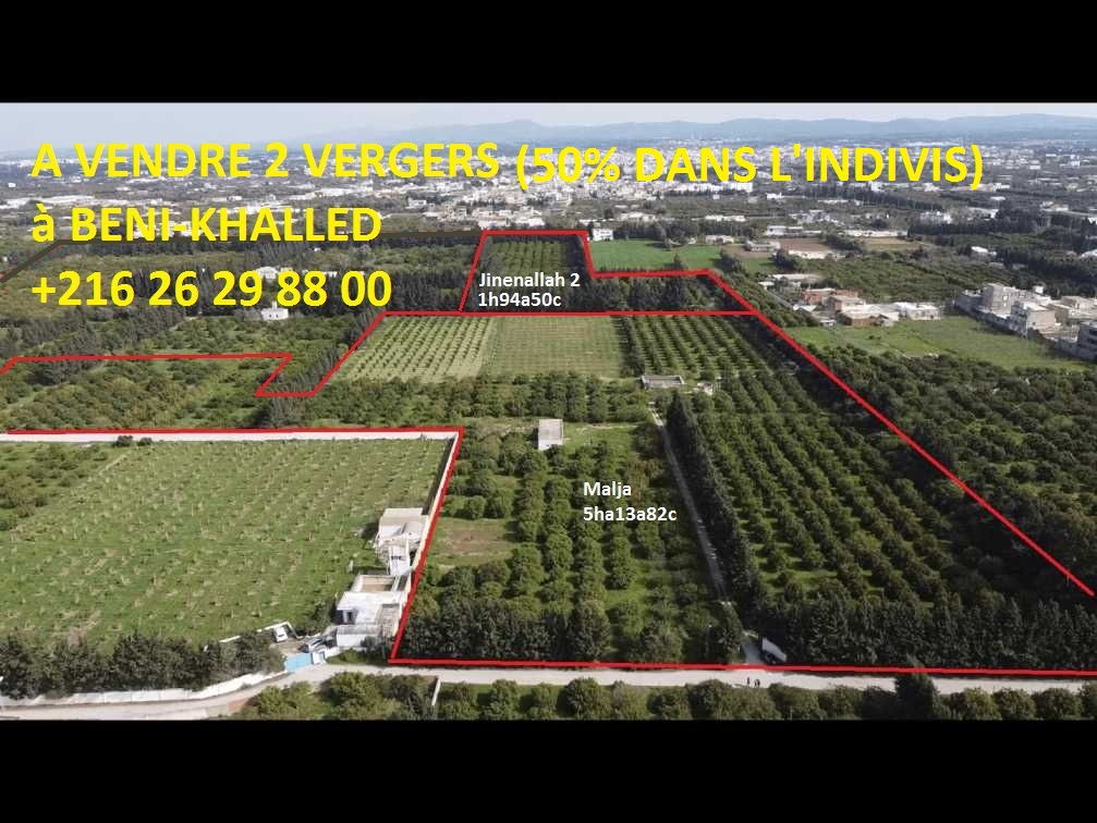 DANS L'INDIVIS la moitié de deux vergers d'agrumes – Cap Bon