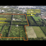 DANS L’INDIVIS moitié vergers d&rsquo;agrumes Jinenallah & Jinenallah 2 – Cap Bon