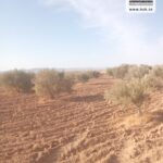 Photo-6 : Terrain Agricole EL Khir à Gafsa