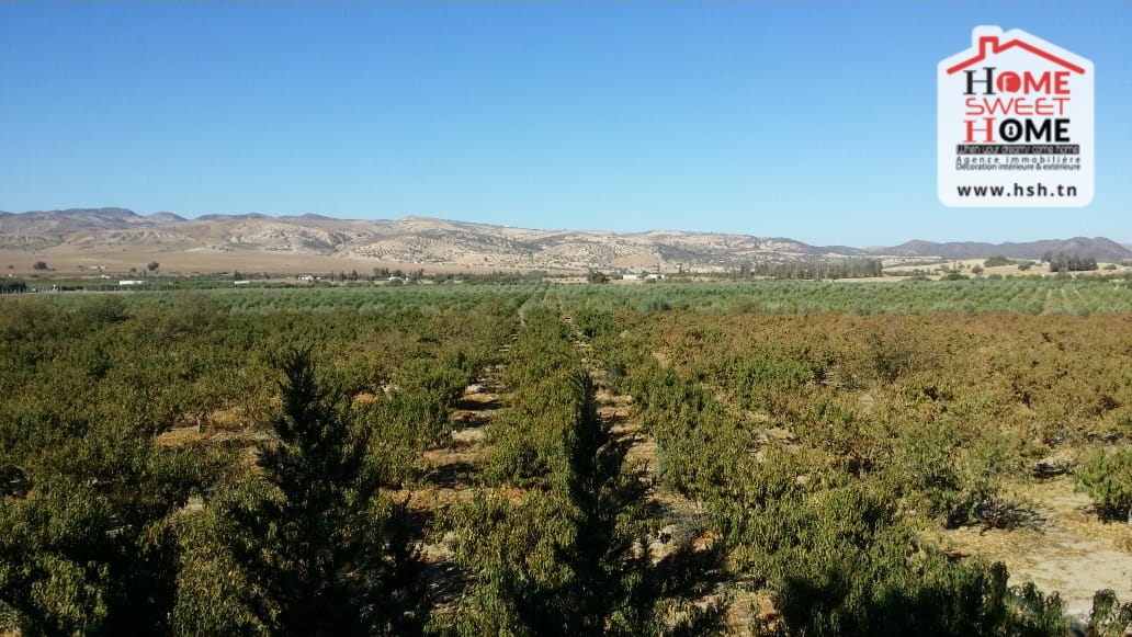 Exceptional Agricultural Land in Arousia, Séliana, Tunisia