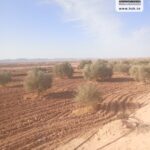 Photo-8 : Terrain Agricole EL Khir à Gafsa