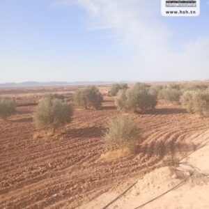 Terrain Agricole EL Khir à Gafsa