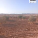 Photo-14 : Terrain Agricole EL Khir à Gafsa