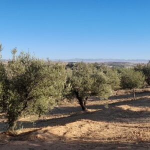 Ferme Souihla à kef