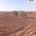Photo-13 : Terrain Agricole EL Khir à Gafsa