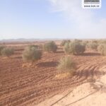 Photo-1 : Terrain Agricole EL Khir à Gafsa
