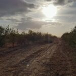 Photo-8 : Terrain Agricole Iyad à Kef