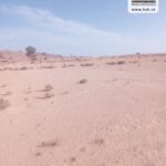 Photo-5 : Terrain Agricole Hambal à Bel Khir Gafsa