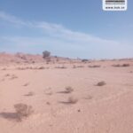 Photo-2 : Terrain Agricole Hambal à Bel Khir Gafsa