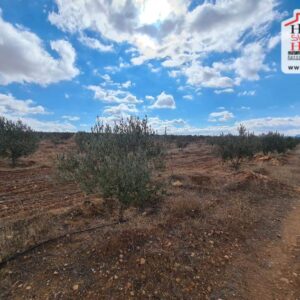 Terrain Agricole Iyad à Kef