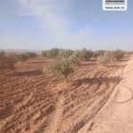 Photo-1 : Terrain Agricole Hambal à Bel Khir Gafsa