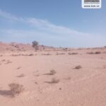 Photo-3 : Terrain Agricole EL Khir à Gafsa