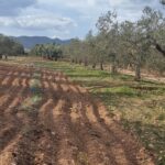 Photo-1 : Terrain agricole 1704m² à Sidi Saïd, Bouficha