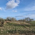 Photo-2 : Terrain agricole 1704m² à Sidi Saïd, Bouficha