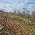 Photo-3 : Terrain agricole 1704m² à Sidi Saïd, Bouficha