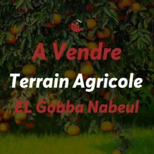 Terrain Agricole À EL Gobba Nabeul