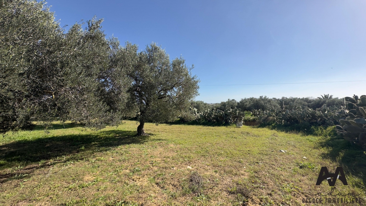 Terrain agricole d'oliviers de 771 m² à Nabeul.