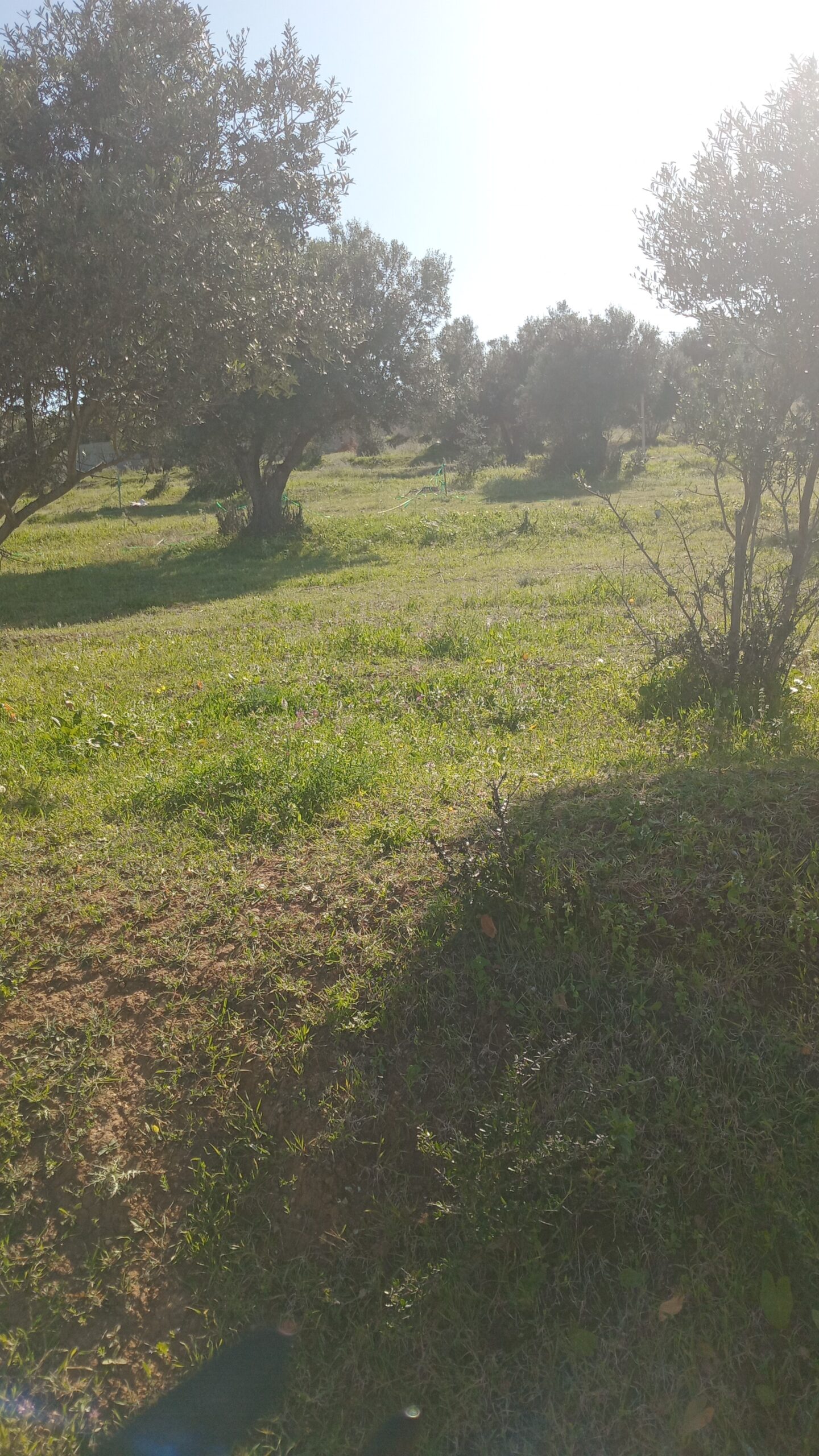 Lot terrain à Sanhaja