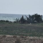 Photo-13 : Terrain constructible à Maaoura plage