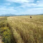 1.5 Hectares Sur GP3