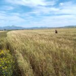 Photo-1 : 5 Hectares Bir Mchergua