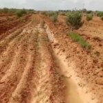 Photo-4 : Terrain agricole entièrement équipé et planté d’oliviers à Sfax