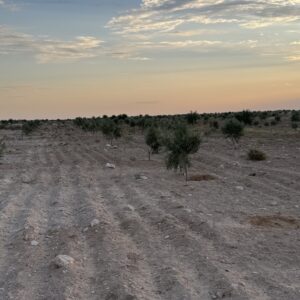 ‎سانية زيتون حاضرة لللبيع