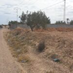 TERRAIN 2 730 EL MAY DJERBA 4175 SUR ROUTE
