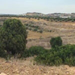 Photo-2 : Terrain à Hammamet (El Menchar)