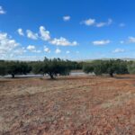 Photo-3 : Terrain à Rtiba Takelsa Route Haouaria pour investissement maison de campagne