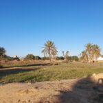 Photo-13 : Terrain à Mezraya