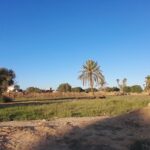Photo-12 : Terrain à Mezraya
