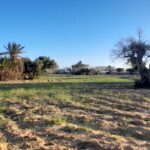 Photo-11 : Terrain à Mezraya