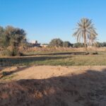 Photo-10 : Terrain à Mezraya