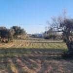 Photo-9 : Terrain à Mezraya