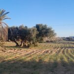 Photo-7 : Terrain à Mezraya