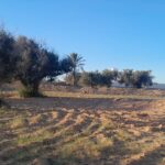 Photo-8 : Terrain à Mezraya