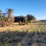 Photo-2 : Terrain à Mezraya