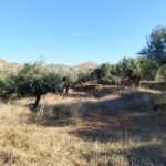 Photo-2 : Terrain de 1 hectare à Sidi Thabet jabbes