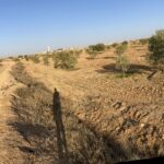 Photo-1 : Oliveraie de 13 hectares