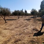 Photo-2 : أرض فلاحية للبيع فالقلعة الكبرى ولاية سوسة