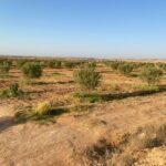 Oliveraie de 13 hectares