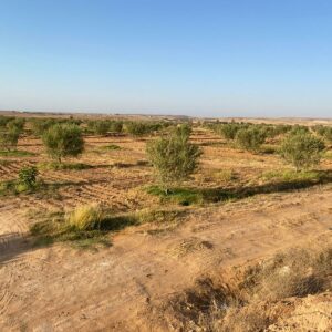 Oliveraie de 13 hectares